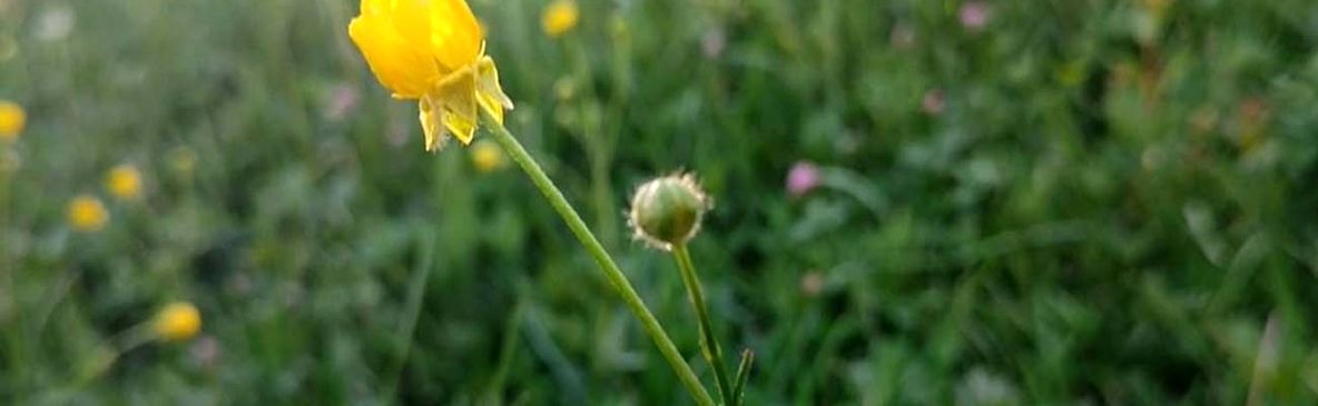 تماشای قاصدک‌ های دلربا در طبیعت بکر روستای گوشلان + تصاویر و فیلم