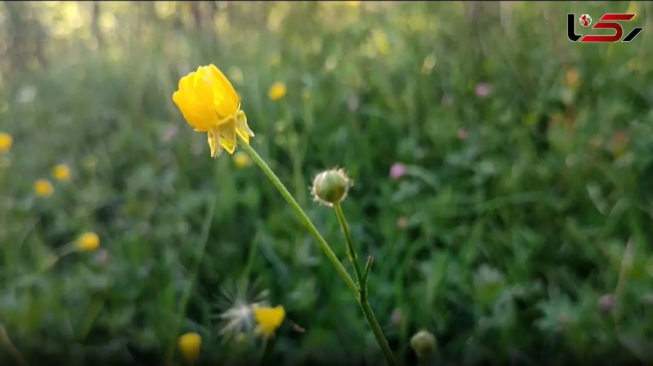 تماشای قاصدک‌ های دلربا در طبیعت بکر روستای گوشلان + تصاویر و فیلم