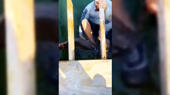 فیلم حمله وحشتناک کوسه به یک مرد / اگر چکش نبود!