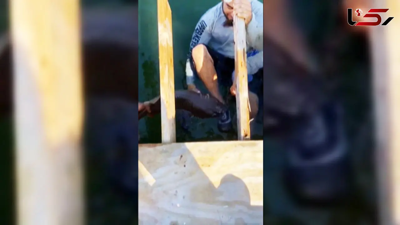 فیلم حمله وحشتناک کوسه به یک مرد / اگر چکش نبود!