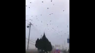 پرواز خوفناک کلاغ ها بر فراز آسمان شهر کرونا / بوی مرگ یا کلاغ های ویروسی؟+ فیلم