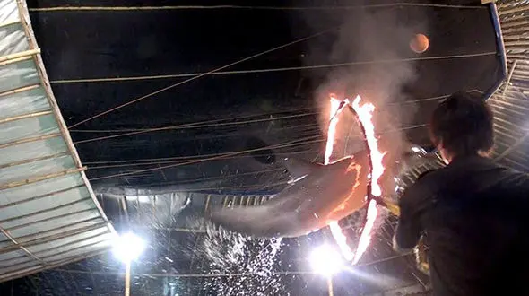 شکنجه سخت دلفین ها برای اجرای سیرک +تصاویر 