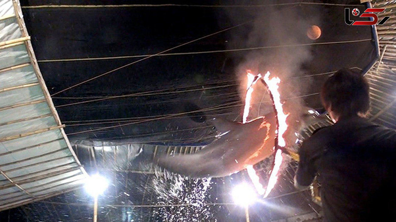 شکنجه سخت دلفین ها برای اجرای سیرک +تصاویر 