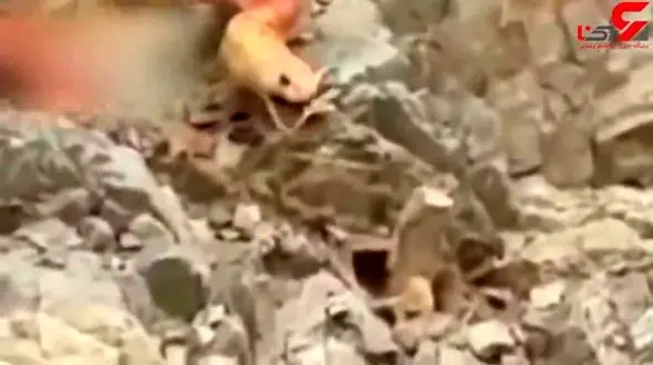 کشف بزرگترین مار ایران در مسیر سد داریان به پاوه !؟ + فیلم