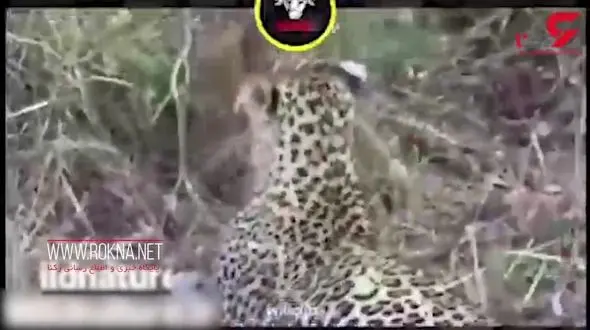 اسارت بچه آهو توسط دو پلنگ + فیلم