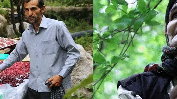 جشنواره زیبا و قدیمی زغال اخته در قزوین +تصاویر 