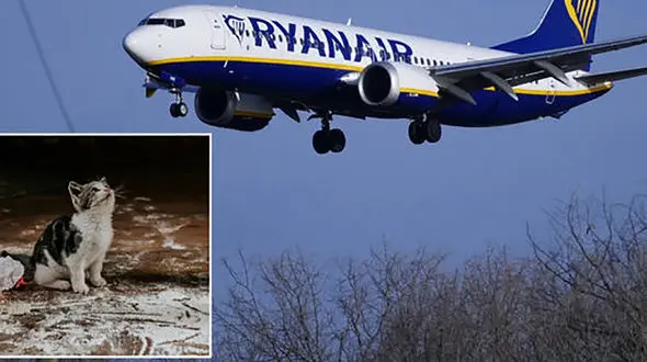​گربه‌ای باعث لغو پرواز رایان‌ایر در رم شد! +فیلم