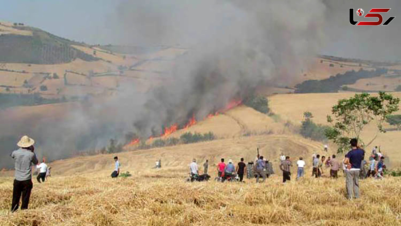 ۱۰هکتار از اراضی کشت گندم در موسیان طعمه حریق شد