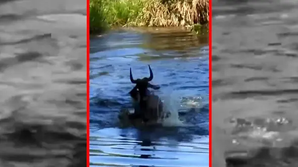 فیلم شکار کل یالدار توسط تمساح