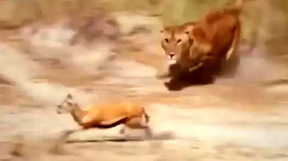 فیلم استتار ماهرانه شیر در دشت