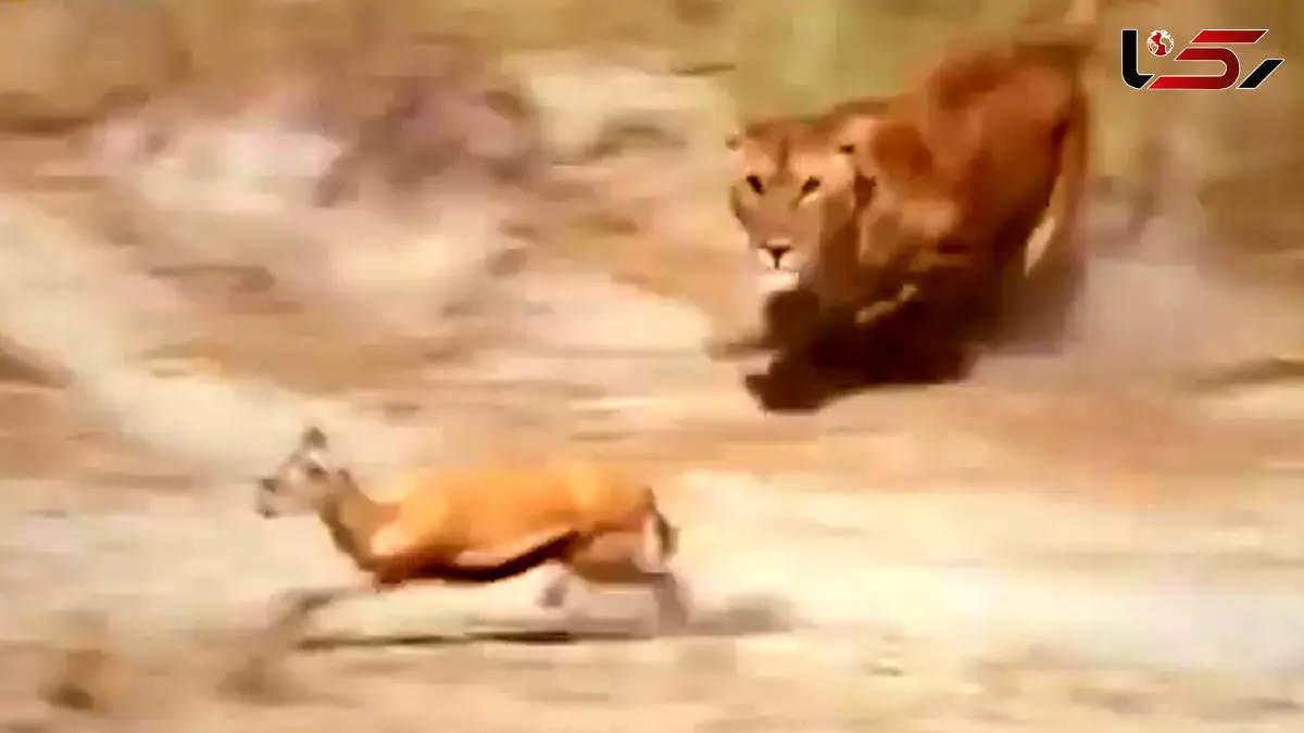 فیلم استتار ماهرانه شیر در دشت