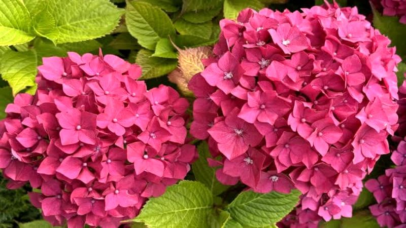 گل ادریسی (Hydrangea)