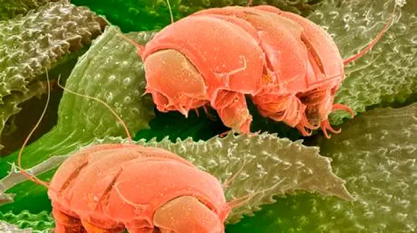 موجودات فرازمینی در آینده ای نزدیک کشف می شوند