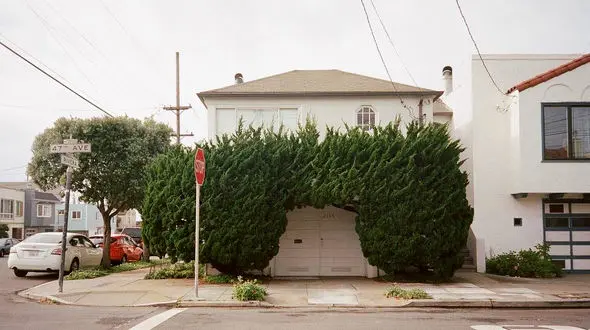 درختانی عجیب و قل قلی در سان فرانسیسکو + تصاویر