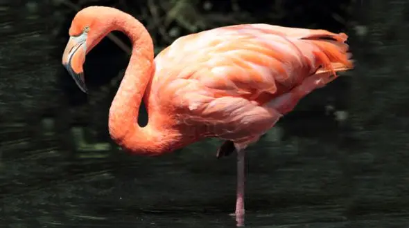 چرا فلامینگوها بر روی یک پا می ایستند؟