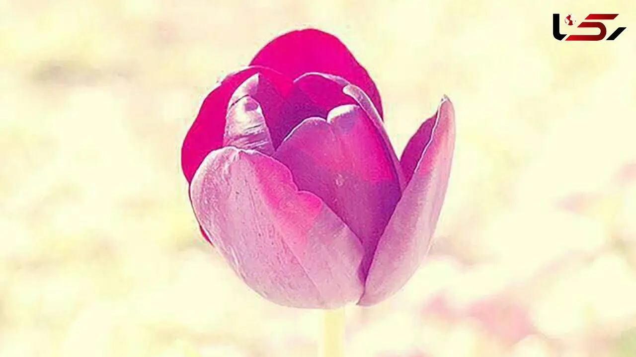 فال ابجد امروز / 25 تیر ماه + فیلم 
