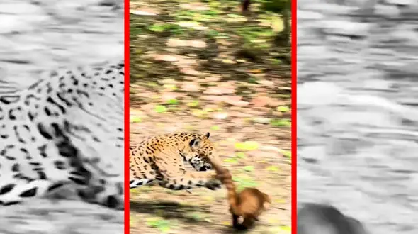 فیلم حمله برق آسای جگوار به کواتی ها