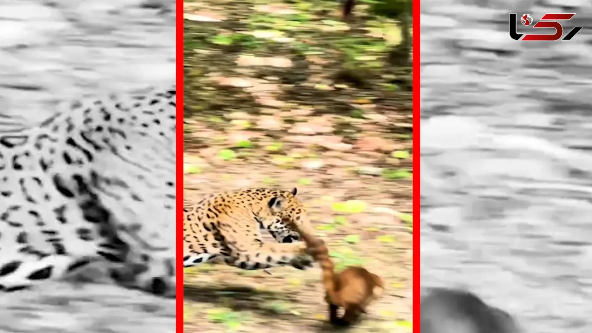 فیلم حمله برق آسای جگوار به کواتی ها