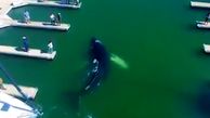 گیر افتادن نهنگ قاتل در داخل اسکله قایق ها + فیلم