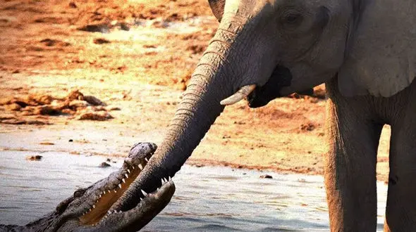 خرطوم فیل تشنه در دهان کروکودیل گرسنه + فیلم