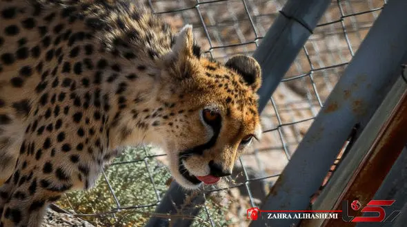 تصاویر دیده نشده از "دلبر" ، سفیر یوزپلنگ های ایرانیِ در خطر انقراض