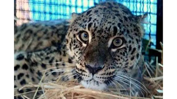 آیا دو پلنگ معروف رودسر و گلستان به طبیعت باز می گردند؟