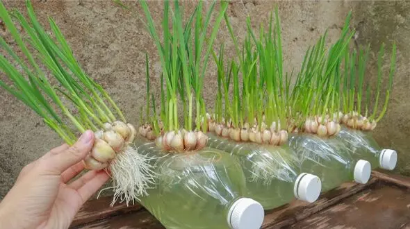 آموزش کامل کاشت و پرورش سیر در خانه از صفر تا صد + فیلم
