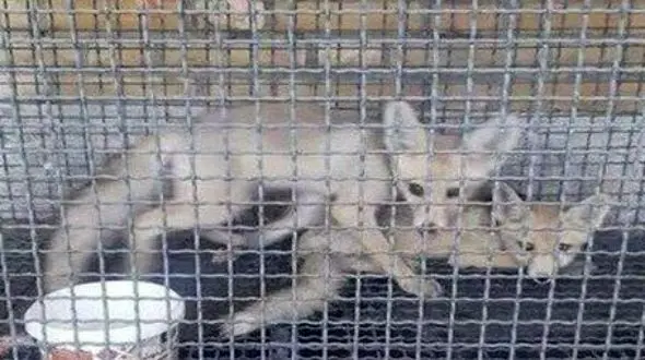 ماجرای زن شیرازی که به روباه تبدیل شد چه بود؟