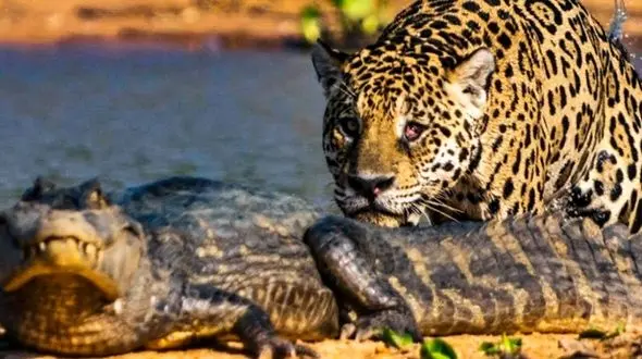 کمین و حمله ماهرانه جگوار به تمساح + فیلم 
