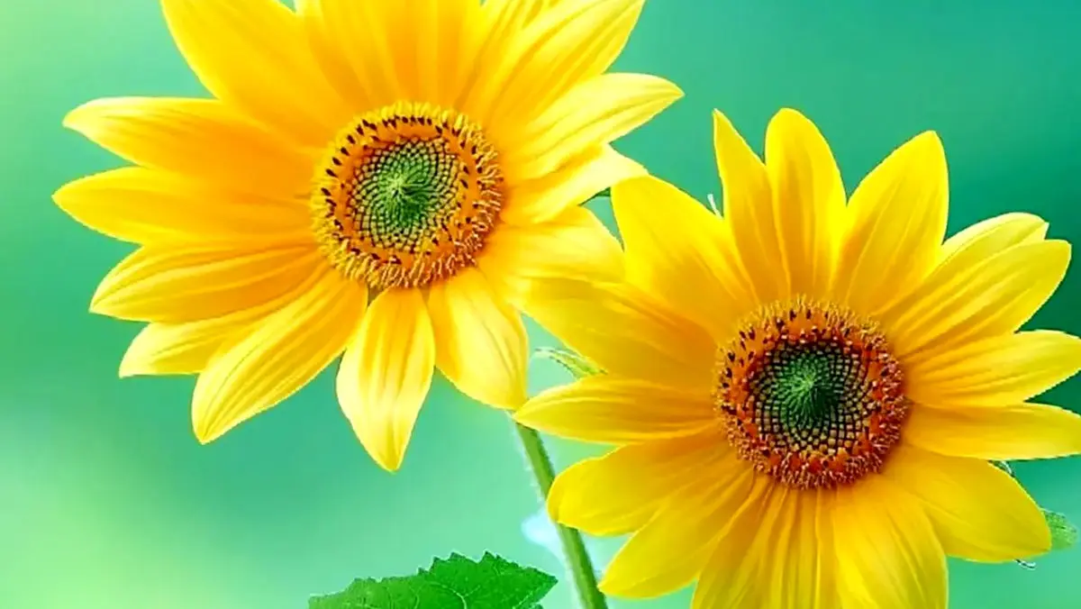 فال و طالع بینی اول آذر ماه