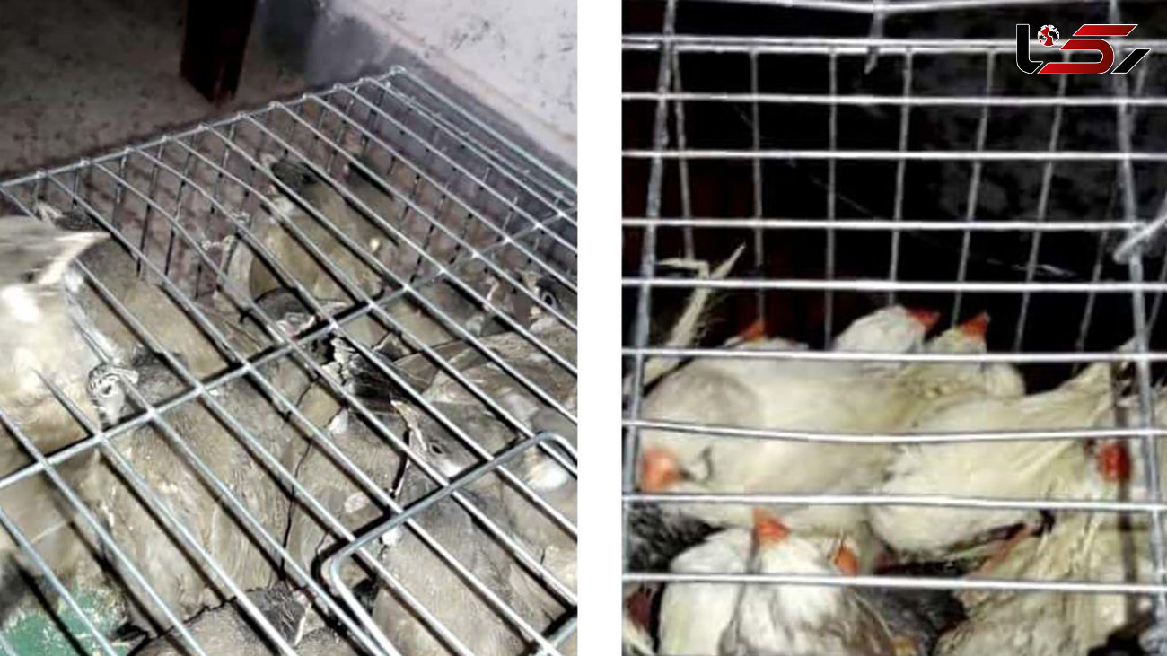 200 پرنده در گمرگ شلمچه دستگیر شدند! + عکس 