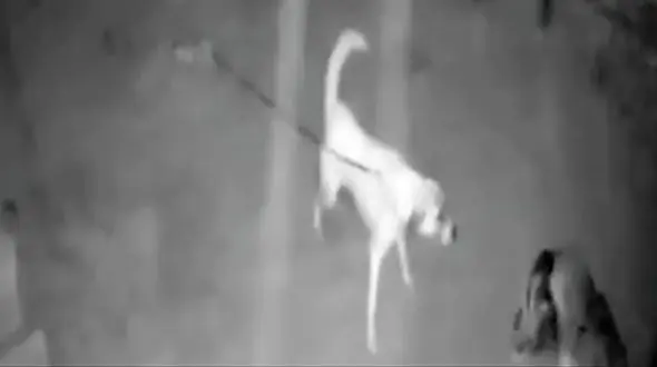 لحظه تیکه پاره شدن یک گرگ توسط سگ بسته شده با زنجیر  + فیلم