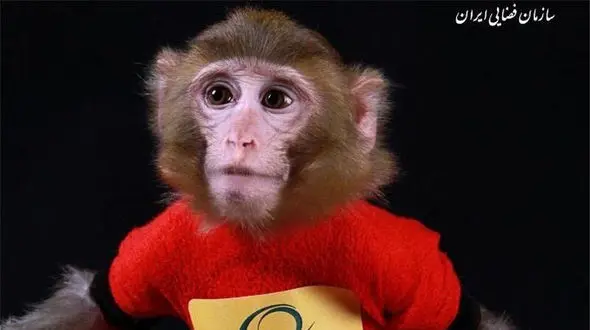 سرنوشت میمون فضانورد ایران چیست؟ / فیلم