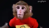 سرنوشت میمون فضانورد ایران چیست؟ / فیلم