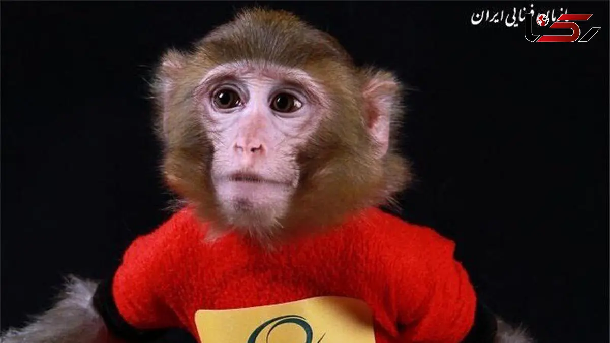 سرنوشت میمون فضانورد ایران چیست؟ / فیلم