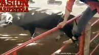 یک گاو 10 مرد را خونین و مالین کرد + فیلم لحظه حمله