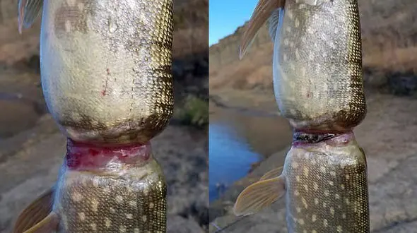 تصاویری تلخ از یک ماهی که صیاد را به گریه انداخت + عکس 