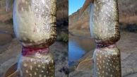 تصاویری تلخ از یک ماهی که صیاد را به گریه انداخت + عکس 