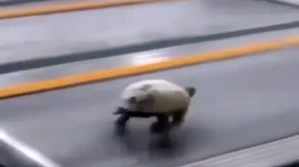 لاک پشت ورزشکار هم دیده شد+ فیلم