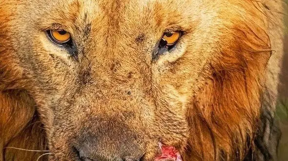 از شکار شدن زرافه توسط شیر ها تا دعوای موش خرمایی