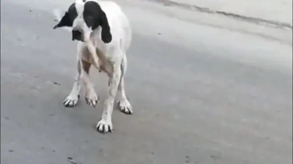 ببینید / ترفند باورنکردنی یک سگ برای گدایی و سرقت! + فیلم حیرت انگیز