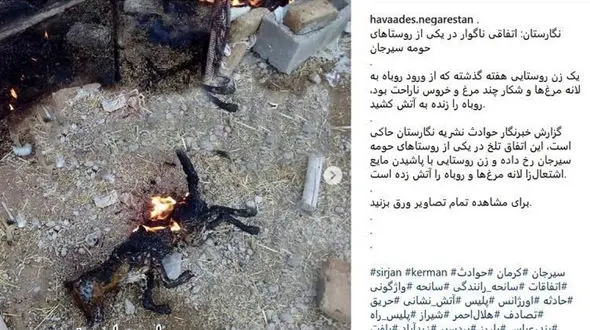 
آتش کشیدن زنده زنده یک روباه در سیرجان جنجالی شد +عکس
