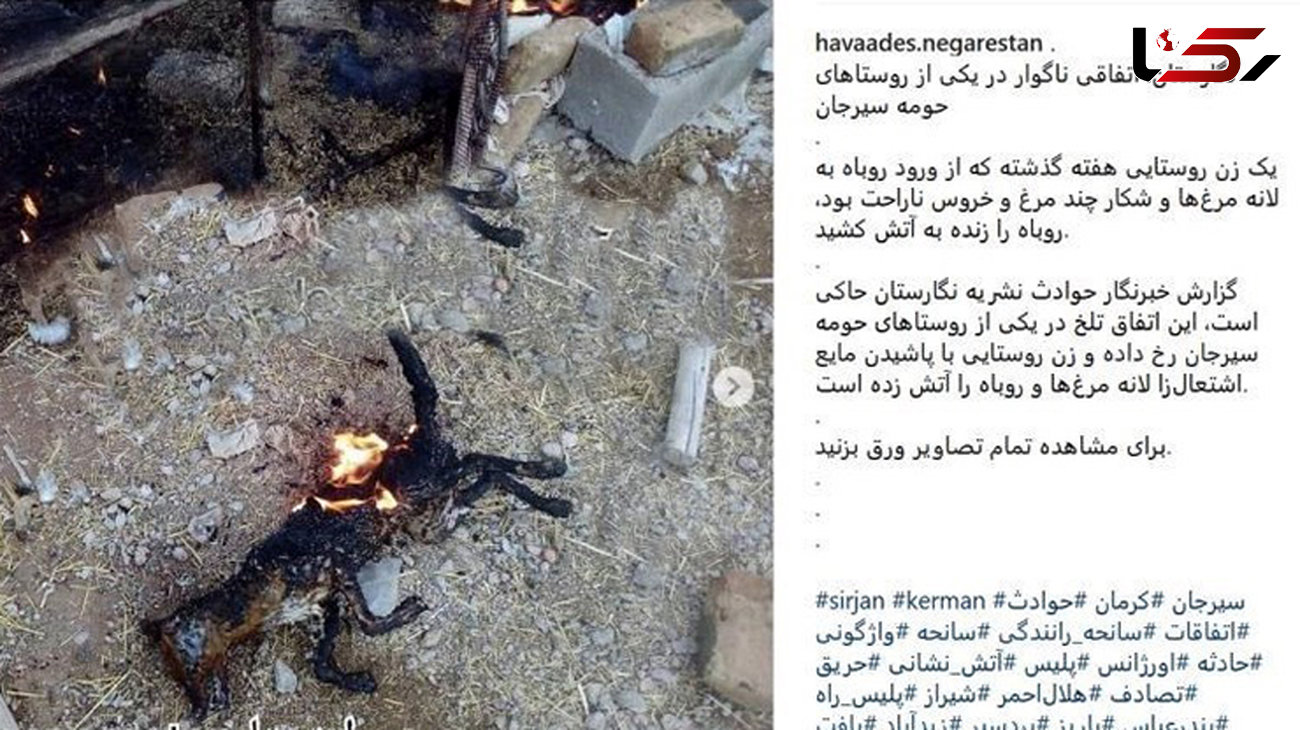 
آتش کشیدن زنده زنده یک روباه در سیرجان جنجالی شد +عکس
