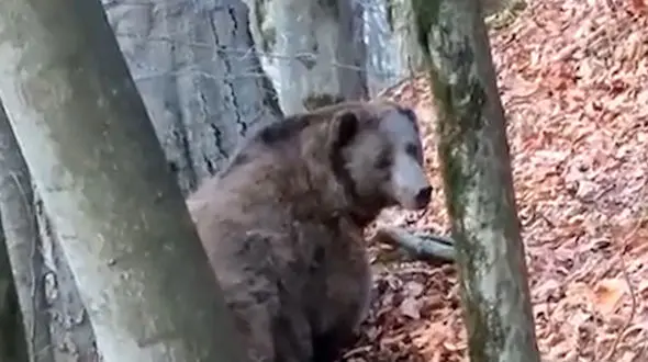 فیلم صحبت کردن محیط بان با خرس ایرانی در جنگل شمال ! / حیرت انگیز