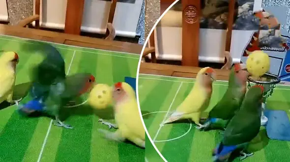 طوطی‌های بسکتبالیست چه کردند! + فیلم