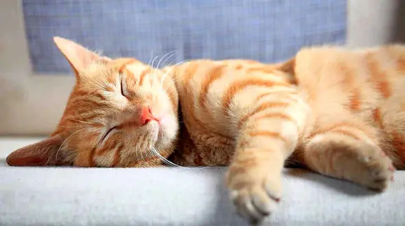 زبان بدن گربه ها را بشناسید + فیلم