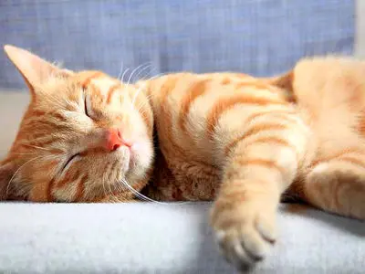 زبان بدن گربه ها را بشناسید + فیلم