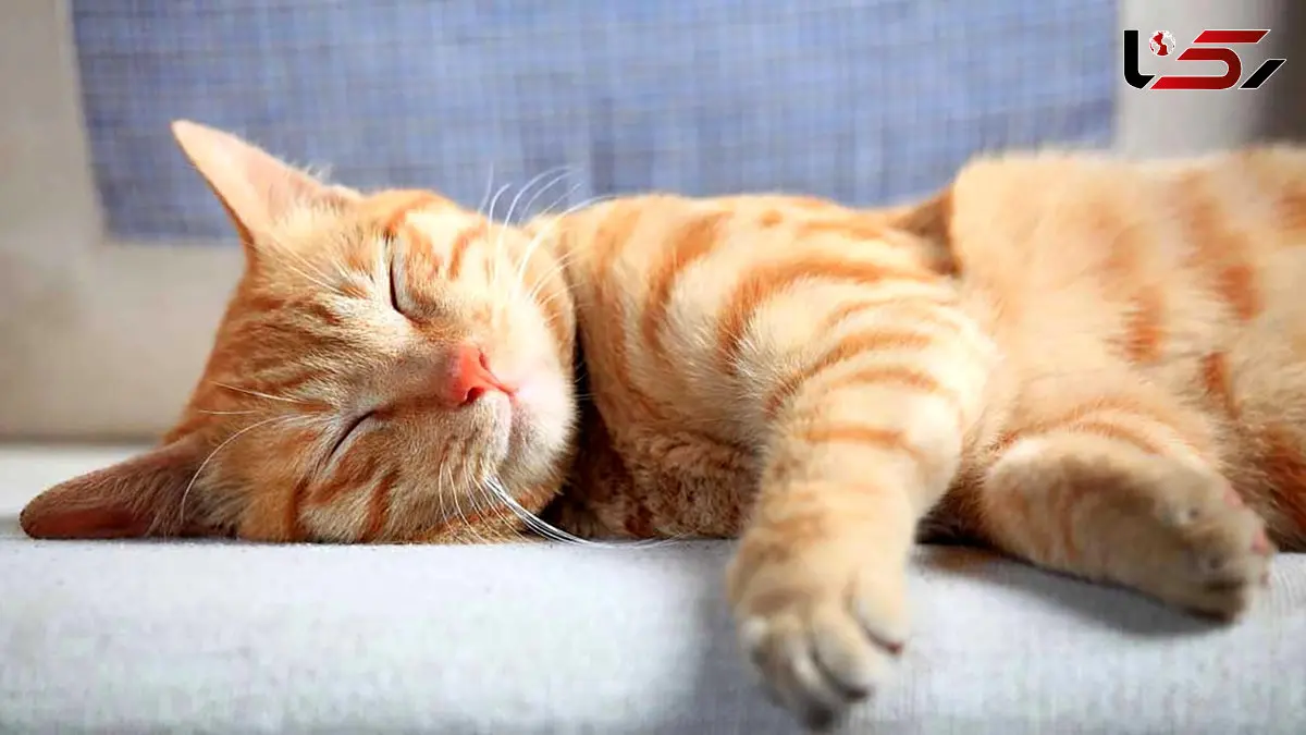 زبان بدن گربه ها را بشناسید + فیلم