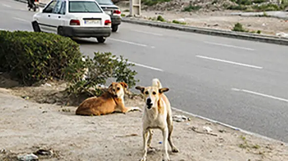 رسیدگی به سگ‌های بی صاحب در مهاباد 