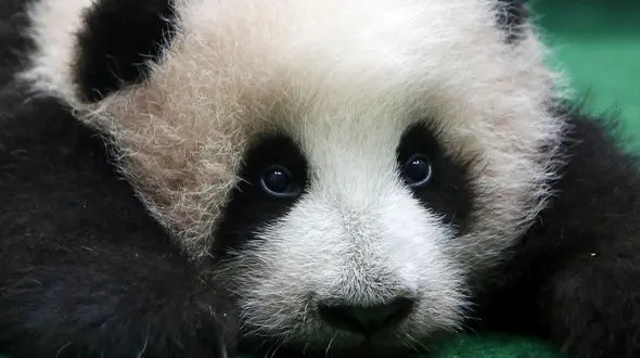 از شیطنت آبی جوجه‌اردک‌ها تا تسلیم شدن شکار در برابر شکارچی